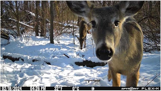 SPYPOINT Flex-M Cellular Trail Camera - Image 2